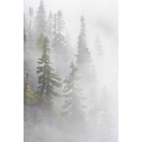 WA, Mt Baker Wilderness, Dense fog blanket